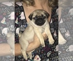 Small Photo #17 Pug Puppy For Sale in MANTECA, CA, USA