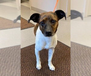 Max - Male Jack Russell Terrier Dog for Adoption - Photo #2
