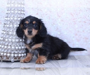 Dachshund Puppy for sale in MARIETTA, GA, USA