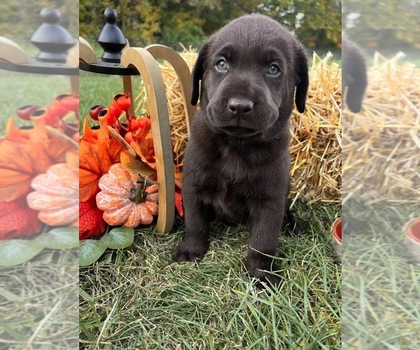 Medium Photo #6 Labrador Retriever Puppy For Sale in NEOLA, WV, USA