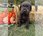 AKC Chocolates - Male Labrador Retriever Puppy for Sale - Photo #6