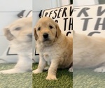 Small #2 Goldendoodle