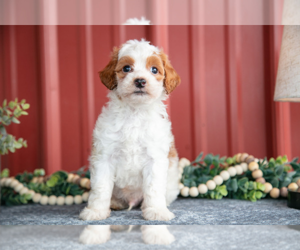 Medium Photo #3 Goldendoodle (Miniature) Puppy For Sale in NAPPANEE, IN, USA