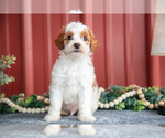 Small #2 Goldendoodle (Miniature)