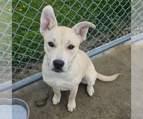 Medium Photo #3 Labrador Retriever-Unknown Mix Puppy For Sale in Rootstown, OH, USA