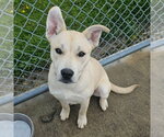 Small #2 Labrador Retriever Mix