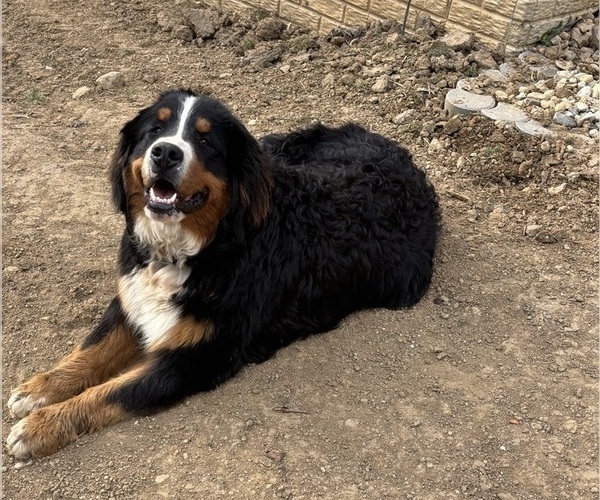 Medium Photo #1 Bernese Mountain Dog Puppy For Sale in SECOR, IL, USA