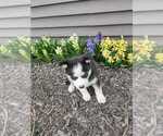 Small Photo #8 Siberian Husky Puppy For Sale in AUBURN, NY, USA