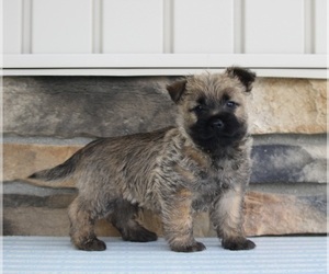Cairn Terrier Puppy for sale in MILLERSBURG, OH, USA