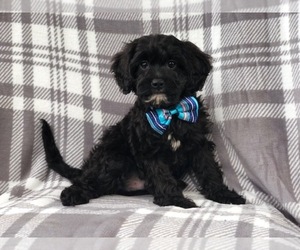 Cavapoo Puppy for sale in LAKELAND, FL, USA