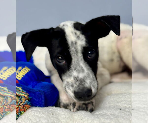 Medium Photo #3 Pointer-Unknown Mix Puppy For Sale in Jefferson, NJ, USA