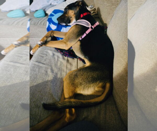 Medium Photo #5 Shepweiller Puppy For Sale in Princeton, MN, USA