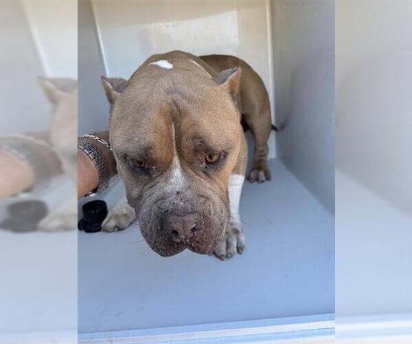 Medium Photo #1 American Bulldog Puppy For Sale in Houston, TX, USA