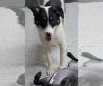 Small #16 Border Collie