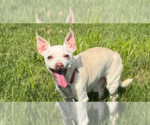 Small Chihuahua Mix