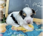 Small #3 Morkie