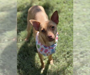 Italian Greyhuahua Dogs for adoption in Phoenix, AZ, USA