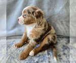 Puppy Meeko Aussiedoodle Miniature -Miniature Bernedoodle Mix
