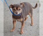 Small #1 Chihuahua