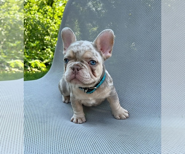 Medium Photo #3 French Bulldog Puppy For Sale in CLACKAMAS, OR, USA