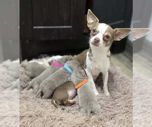 Mother of the Chihuahua puppies born on 08/01/2025