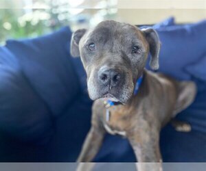American Pit Bull Terrier Dogs for adoption in  Ramona, CA, USA