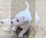 Small Photo #6 Jack Russell Terrier Puppy For Sale in APPLE GROVE, WV, USA
