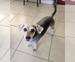 Small #1 Mutt