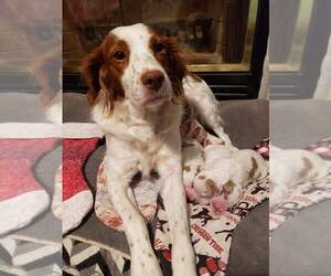 Mother of the Brittany puppies born on 12/21/2022