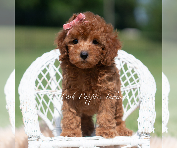 Medium Photo #4 Maltipoo (Miniature) Puppy For Sale in WARSAW, IN, USA