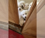 Small Photo #30 Great Pyrenees Puppy For Sale in MYAKKA CITY, FL, USA