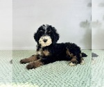 Small #3 Bernedoodle (Miniature)