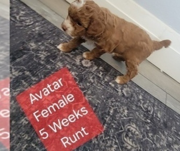 Medium Photo #13 Goldendoodle (Miniature) Puppy For Sale in MILFORD, UT, USA