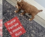 Small #12 Goldendoodle (Miniature)