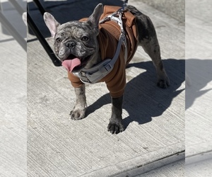 French Bulldog Puppy for sale in SOUTH OZONE PARK, NY, USA