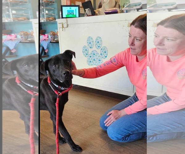 Medium Photo #6 Labrador Retriever-Unknown Mix Puppy For Sale in Woodbury, NY, USA