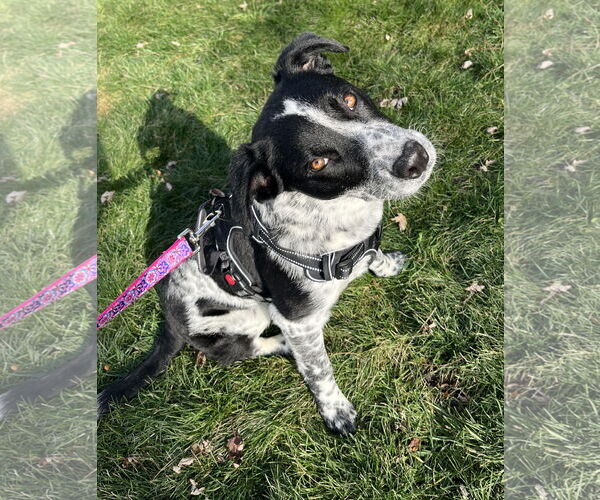 Medium Photo #7 Mutt Puppy For Sale in Sandy, UT, USA