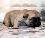Small Photo #20 Pug Puppy For Sale in WINNSBORO, TX, USA