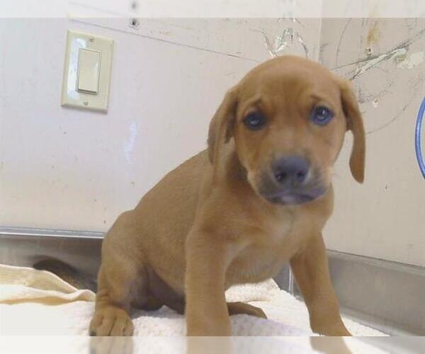 Medium Photo #1 German Shepherd Dog-Texas Heeler Mix Puppy For Sale in Sacramento, CA, USA