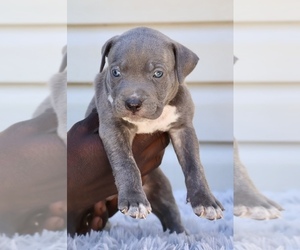 American Bully Puppy for sale in CHAMPAIGN, IL, USA