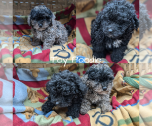 Poodle (Toy) Litter for sale in GOSHEN, IN, USA