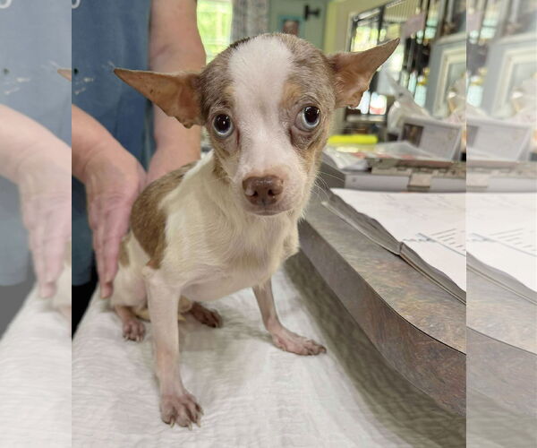 Medium Photo #1 Chihuahua Puppy For Sale in Benton, LA, USA