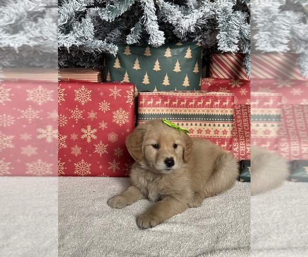 Medium Photo #3 Golden Retriever Puppy For Sale in DAVENPORT, FL, USA