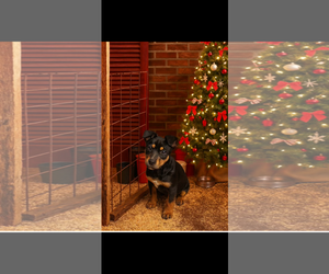 Mutt Dogs for adoption in Garden City, NY, USA