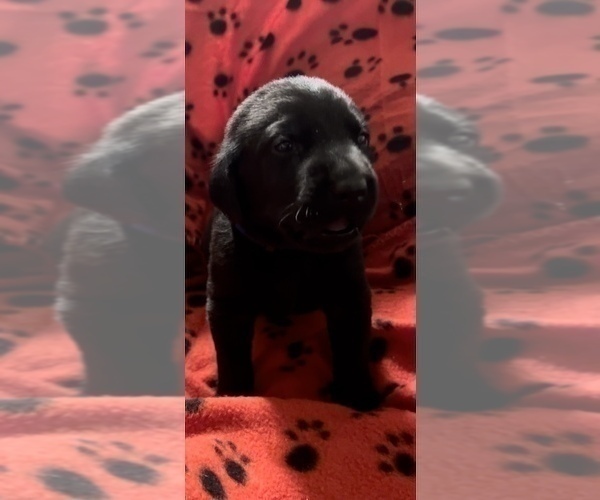 Medium Photo #2 Labrador Retriever Puppy For Sale in OLIVE HILL, KY, USA
