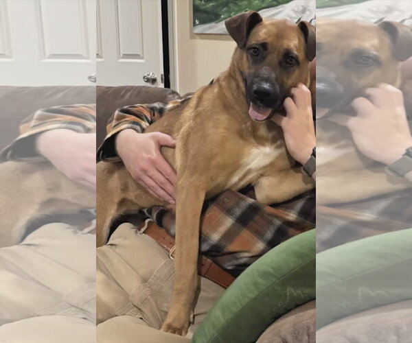Medium Photo #2 Boxer-German Shepherd Dog Mix Puppy For Sale in Westminster, MD, USA