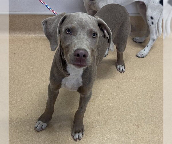 Medium Photo #1 Catahoula Leopard Dog-Unknown Mix Puppy For Sale in Placerville, CA, USA