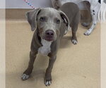 Small Catahoula Leopard Dog Mix