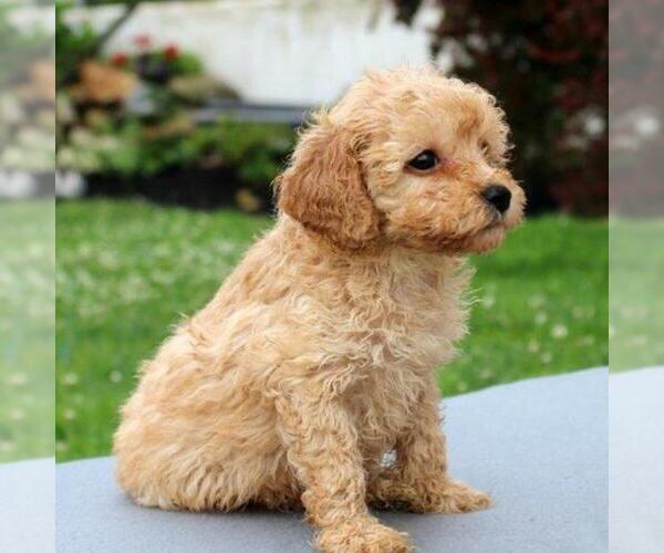 Medium Photo #3 Goldendoodle-Poodle (Miniature) Mix Puppy For Sale in GAP, PA, USA