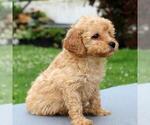 Small Photo #3 Goldendoodle-Poodle (Miniature) Mix Puppy For Sale in GAP, PA, USA